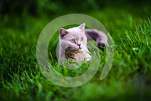 Sweet cat on green grass