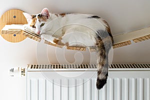 Sweet Cat lying on a hot radiator at home, the concept of rising apartment heating prices in the winter season, home budget, Pet