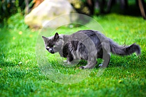 Sweet cat playing on green grass