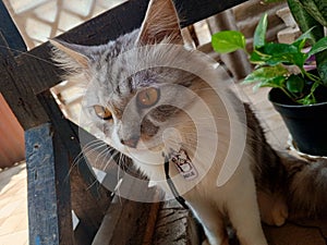 Sweet cat sitting pensive and hungry