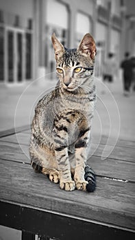 Sweet cat sitting at the table.