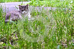 Sweet cat sleeping on a grass. color natural