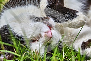 Sweet cat sleeping on a grass. color natural