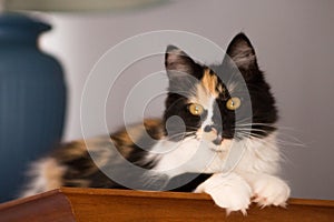 Sweet cat, tortoiseshell and white cat. Female lapjeskat. Calico cat.