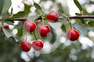 Sweet cherries