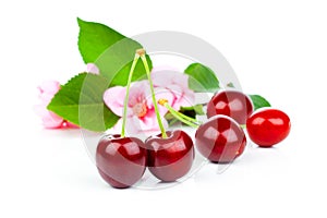 Sweet cherries with flowers