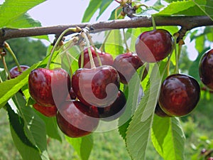 Sweet cherries on green branches in a garden