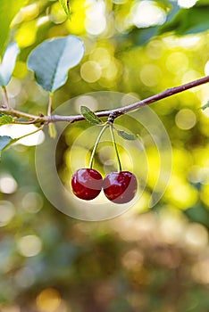 Sweet cherries hanging on a cherry tree branch