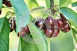 Sweet cherries (prunus avium) photo