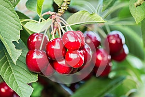 Sweet cherries (prunus avium) photo