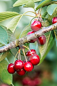 Sweet cherries (prunus avium) photo