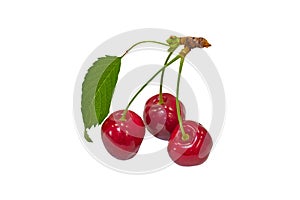 sweet cherries on a white background,Isolated cherries. Three cherry fruits isolated on white background