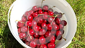 Sweet cherries in white bucket in the garden