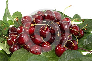 Sweet cherry