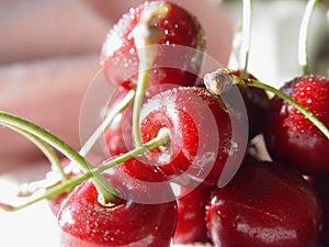 Sweet cherry