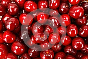 Sweet cherry berries background (Prunus avium)