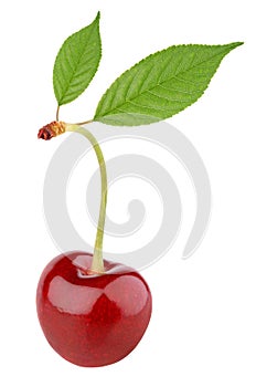 Sweet cherry berry with leaves