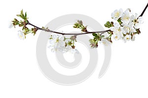 Sweet Cherry in blossom isolated on white background. Selective Focus.  Prunus Avium