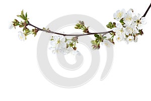 Sweet Cherry in blossom isolated on white background. Selective Focus.  Prunus Avium photo