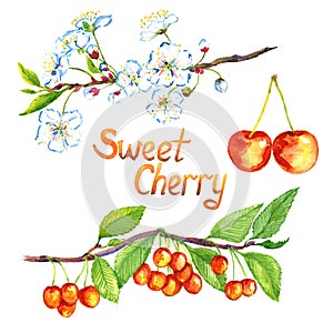 Sweet cherry branch with flowers and fruits