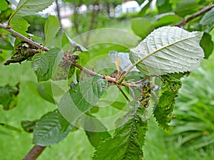 Sweet cherry branch with the leaves damaged by a plant louse