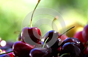 Sweet Cherry closeup, green background