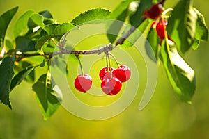Sweet Cherry Fruit on The Bracnh