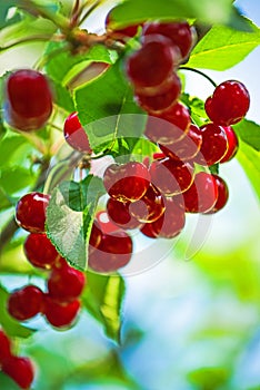 Sweet Cherry Fruit on The Bracnh