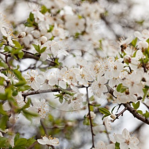 Sweet cherry (Prunus avium) photo