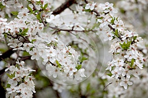 Sweet cherry Prunus avium photo