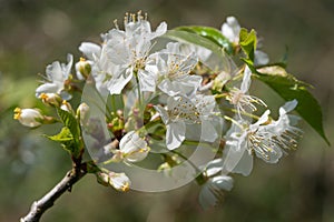 Sweet cherry, Prunus avium photo