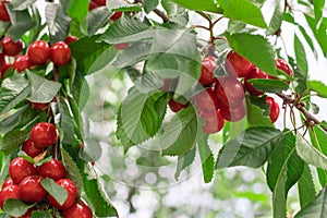 Sweet cherry red berries on a tree branch close up