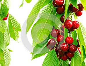 Sweet cherry red berries on a tree branch close up.