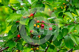 Sweet cherry red berries on a tree branch close up