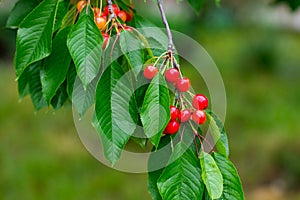 Sweet cherry red berries on a tree branch close up