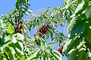 Sweet cherry red fruits berries hanging on a tree branch close up ready to eat sweet delicious