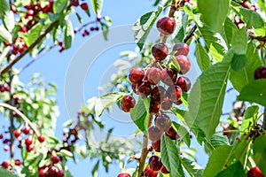 Sweet cherry red fruits berries hanging on a tree branch close up ready to eat sweet delicious