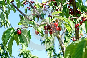 Sweet cherry red fruits berries hanging on a tree branch close up ready to eat sweet delicious