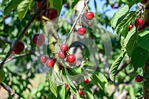 Sweet cherry red fruits berries hanging on a tree branch close up ready to eat sweet delicious