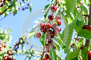 Sweet cherry red fruits berries hanging on a tree branch close up ready to eat sweet delicious