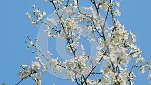 Sweet Cherry. Wild Cherry Or Prunus Avium Flowers With A Beautiful White Blossom In Early Spring.