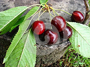 Sweet cherry on the wood