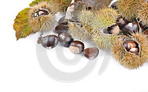 Sweet chesnuts and shell on white