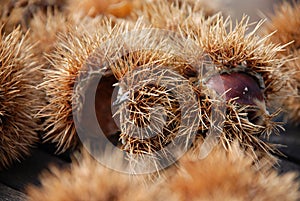 Sweet chestnut