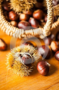 Sweet chestnut (Castanea sativa)