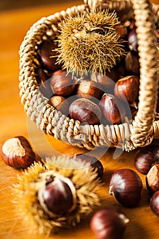 Sweet chestnut (Castanea sativa)