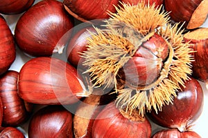 Sweet chestnut, Castanea sativa, edible wild nuts