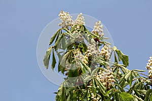 Sweet chestnut or Castanea sativa substantial long lived deciduous tree with oblong lanceolate boldly toothed leaves and dense