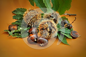 Sweet chestnut fruit with green leaf