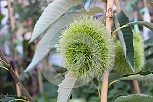 Sweet chestnut